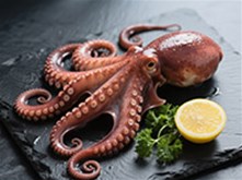 octopus 